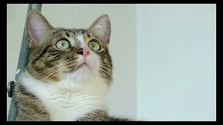 Cat Photography