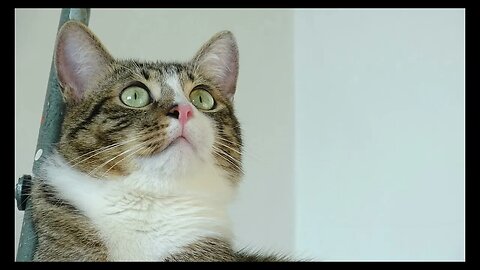 Cat Photography