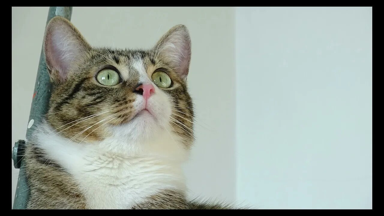 Cat Photography