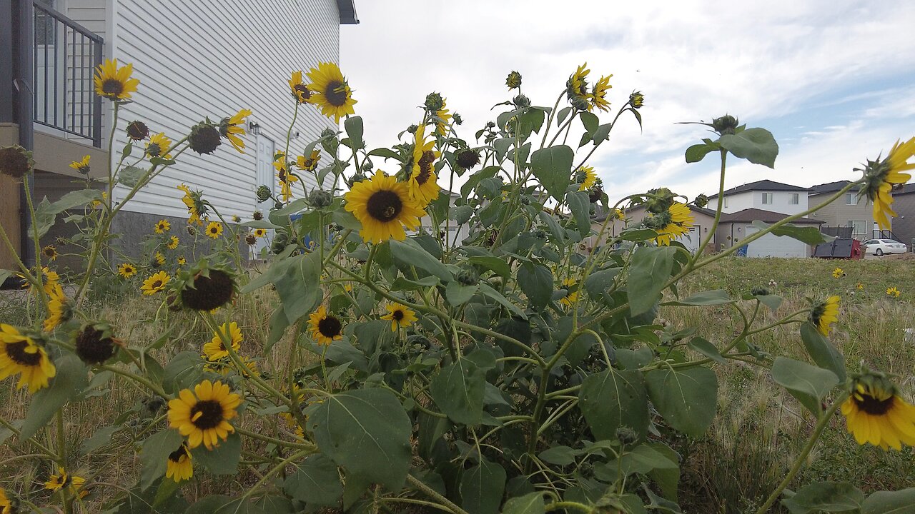 Bees feasting on spetals