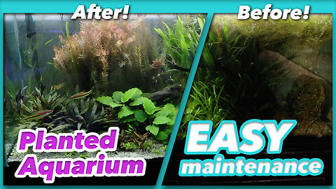 Neglected My Aquarium For 6 Months Here's What Happened