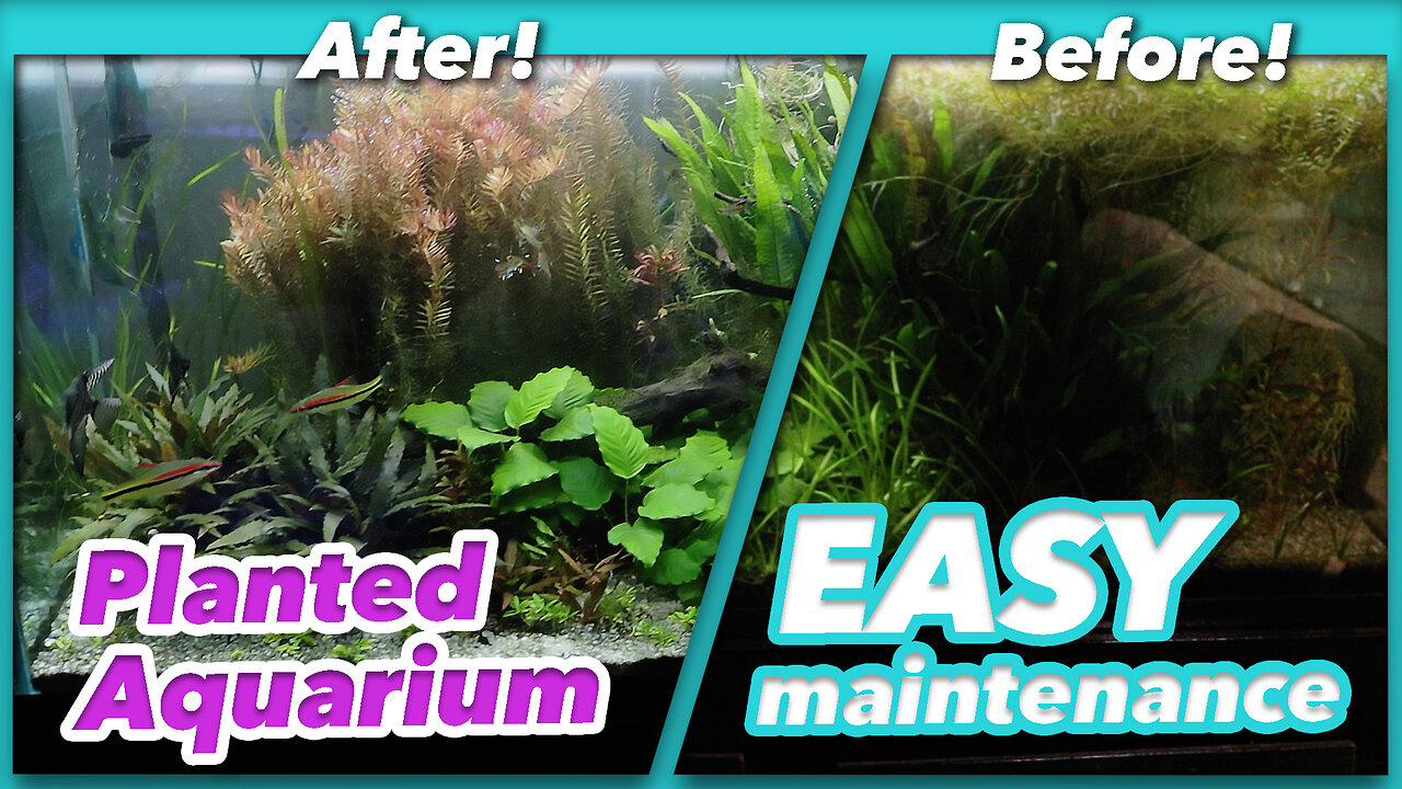 Neglected My Aquarium For 6 Months Here's What Happened