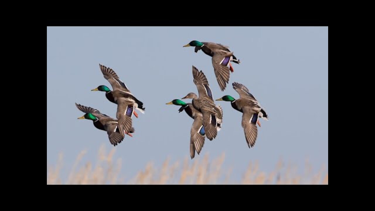 Hunting || waterfowl | Duck hunting in pakistan