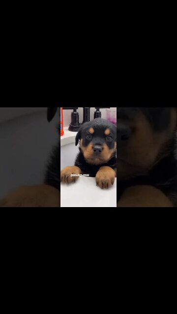 Rottweilers 🌟 #Shorts #rottweiler #dogs