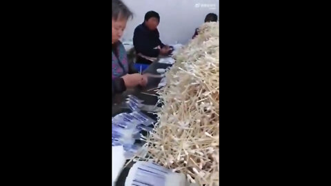 Haciendo PCR's - China