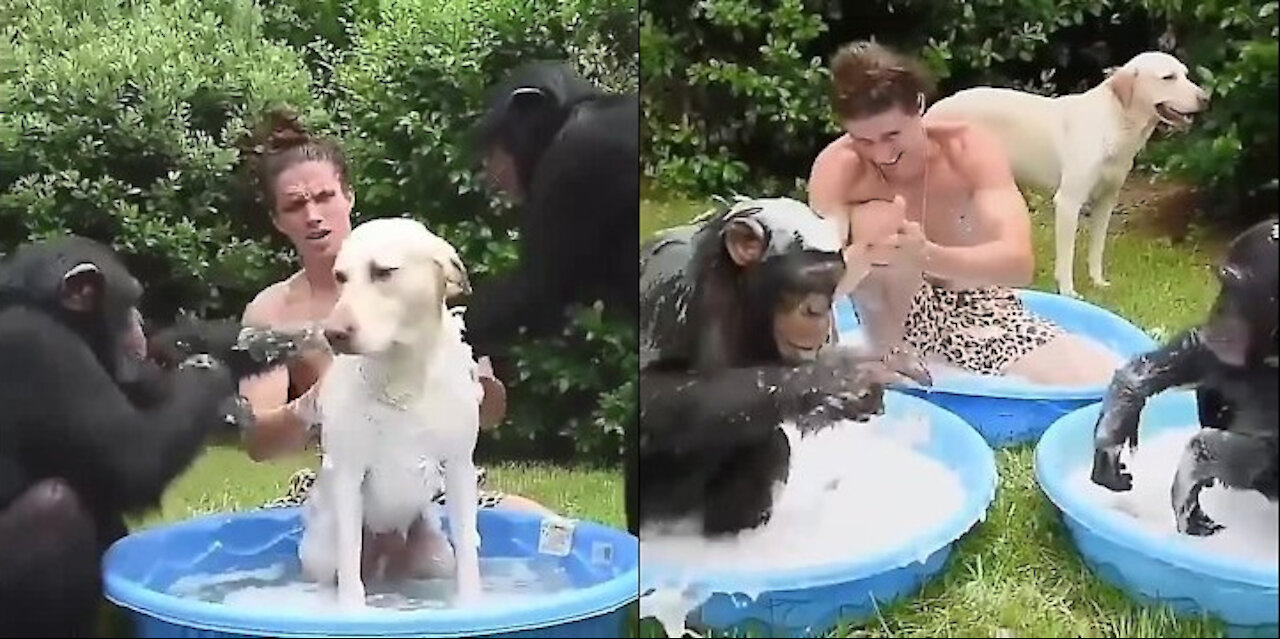 Dog, Monkey and his Owner's Strong Bonding in Bath.