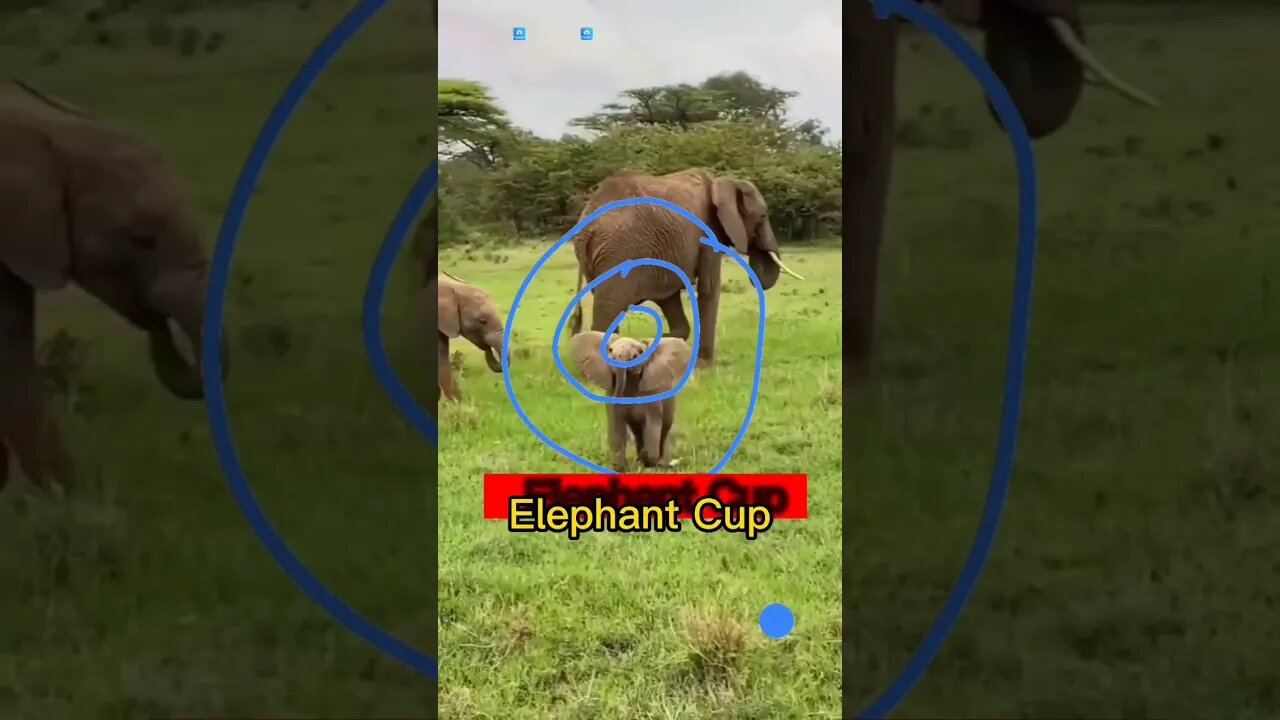 elephant cub running #shorts #feedshorts