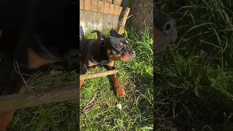 CUTEST ROTTWEILER EVER!!! (Must watch) #shorts #short #viral #trending #subscribe