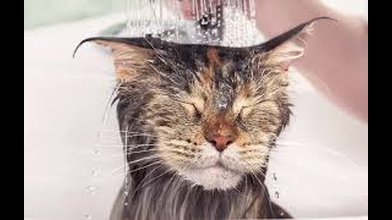 why do cats hate water?