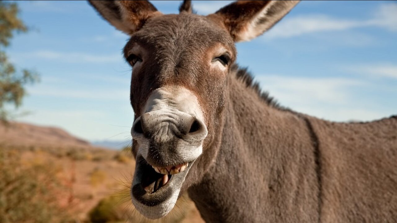 Look Past the Donkey