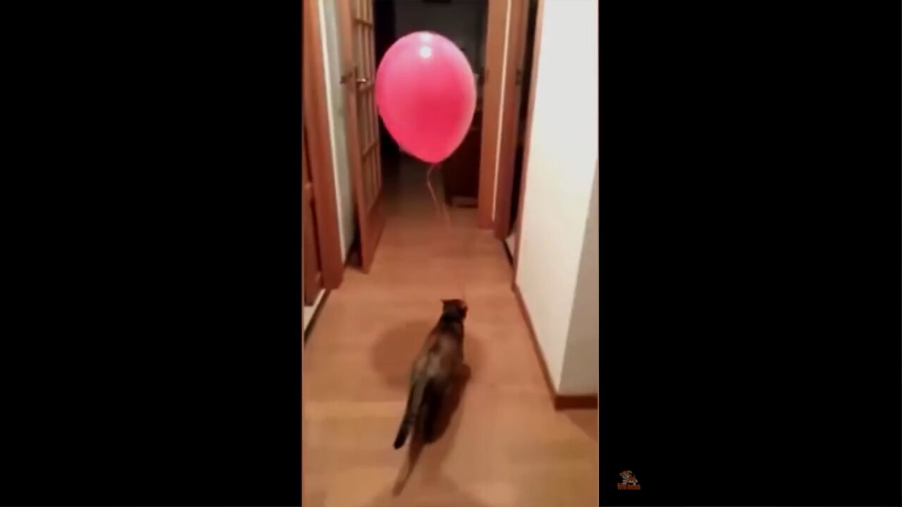 Compilation Cat Play With Baloon