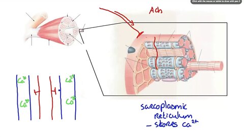 042 How Calcium ion release results in Muscle Contraction