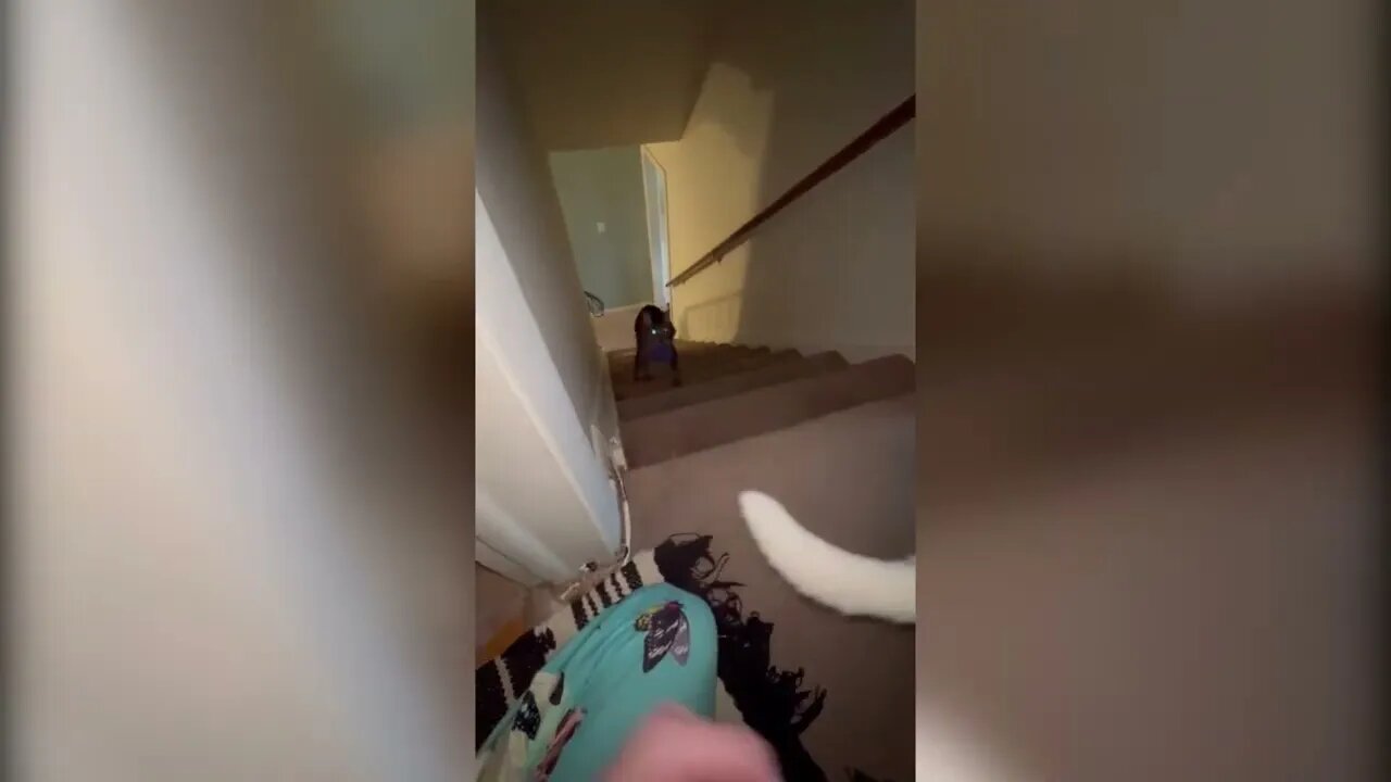 Playing fetch with my cat