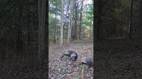 Turkeys