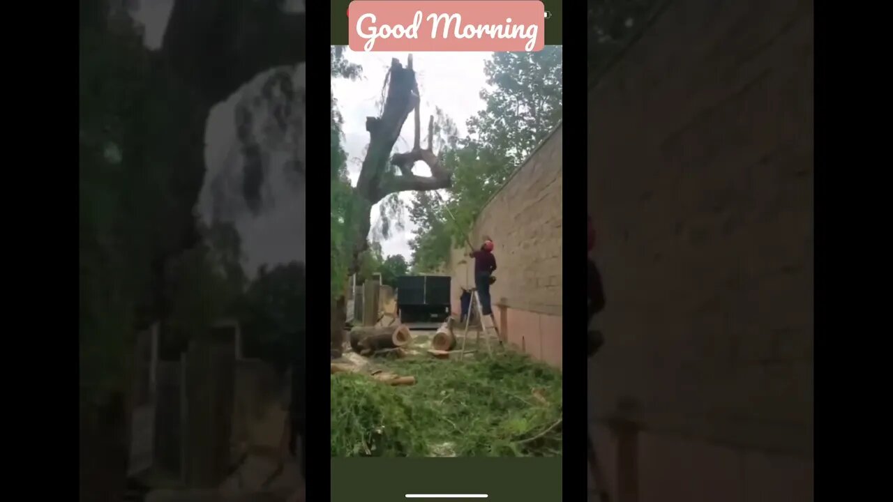 Taking on life 1 branch at a time