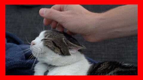 Charlie Cat Stroke Relax Good Pet