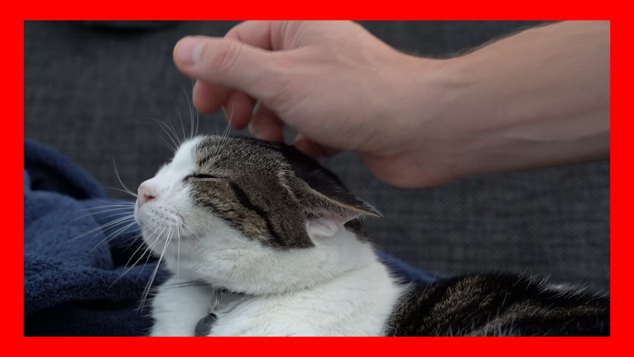 Charlie Cat Stroke Relax Good Pet
