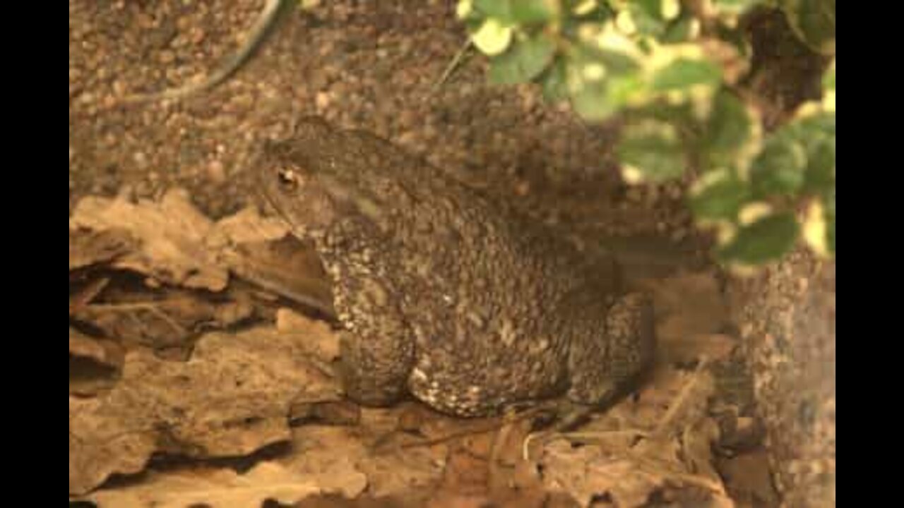 Cet homme se lie d'amitié avec une grenouille