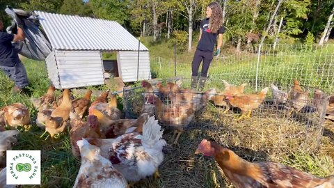 Chicken Tractor on Steroids: Week 8 Update