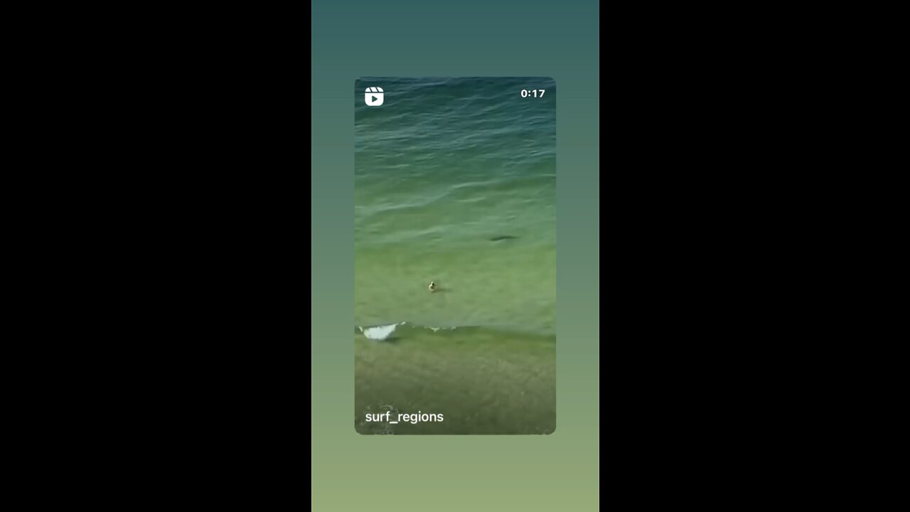 SHARK!’