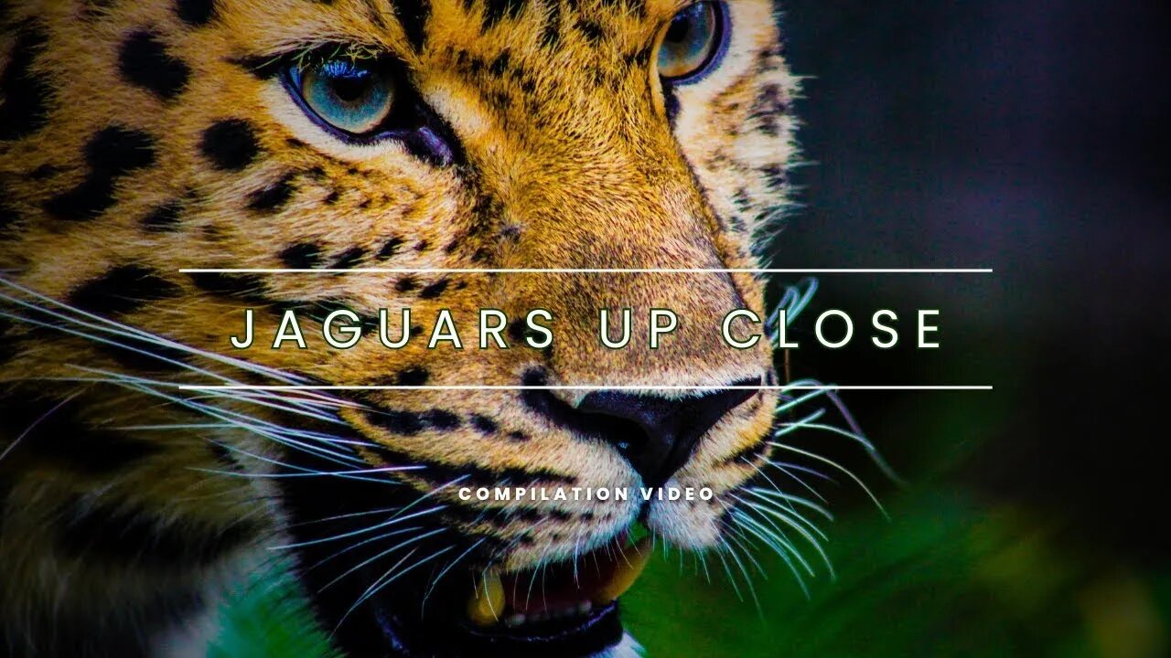 The Jaguar Video Compilation 🐆🌴🌍 Witness the Power and Beauty of God's Creations