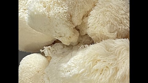 Lions Mane and Shiitake