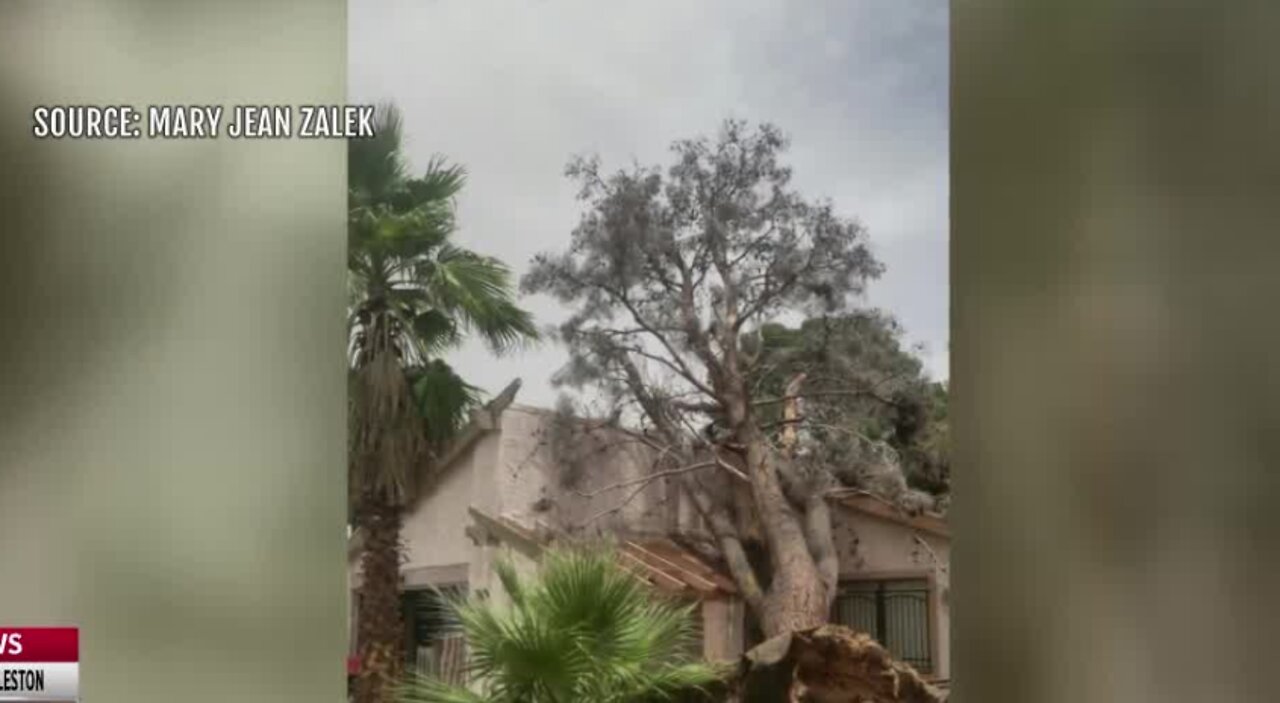 Winds down trees in Las Vegas