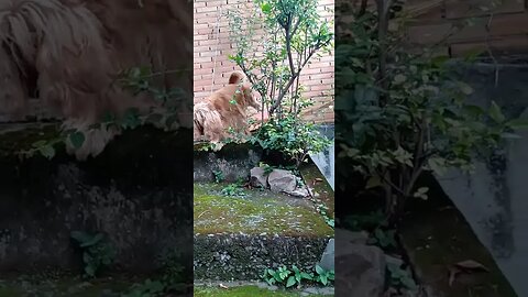 #dogshow , #animals , #dogs , #shorts