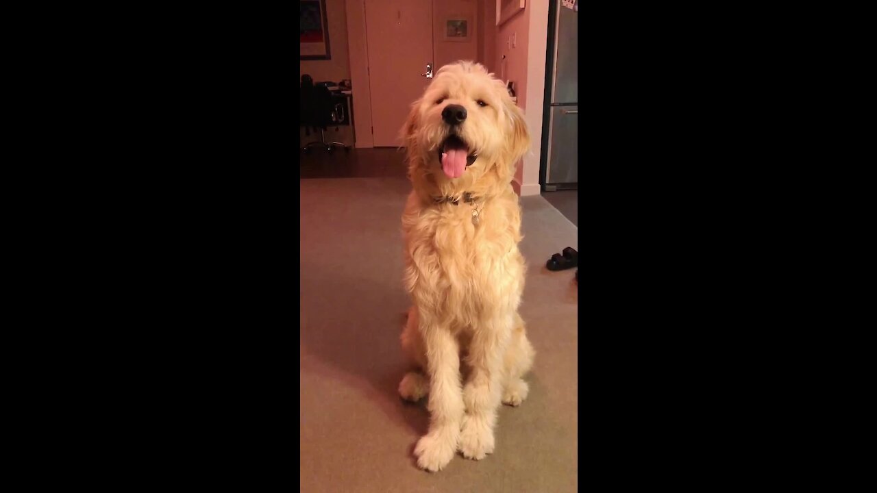 Adorable pooch pounces during playtime