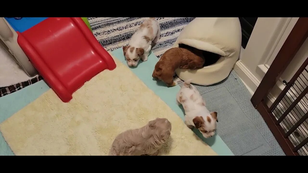 W Litter - 4 wks & a day(1)