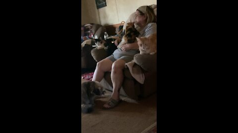 Crazy cat 🐈 lady loves her kittens