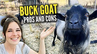 Buck Goat Pros and Cons