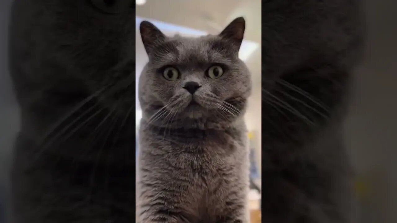 Cat Fun | Cat create a Fun | Pets Funny video