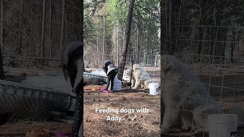 #feedingwithaddy #greatpyrenees #livestockguardiandogs #homesteading #montana #countryliving