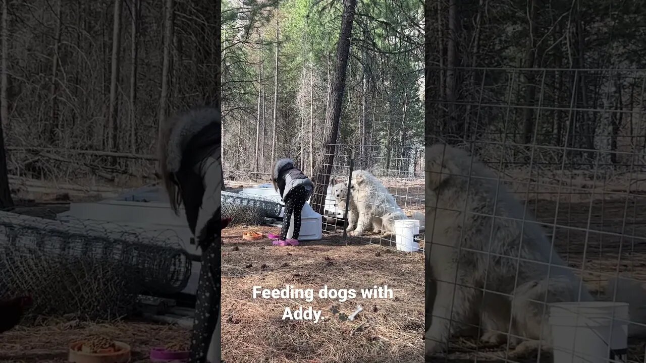 #feedingwithaddy #greatpyrenees #livestockguardiandogs #homesteading #montana #countryliving