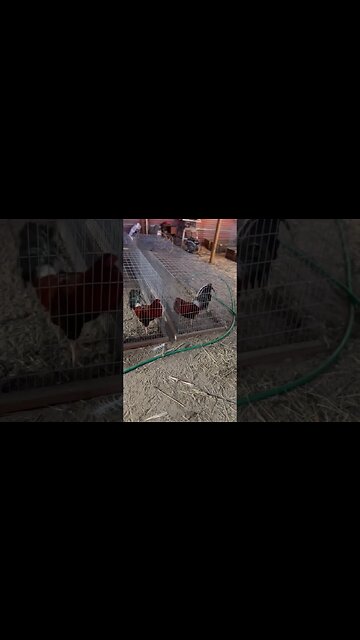 Getting some exercise on these BroodCocks @ LivingWaterFarms247