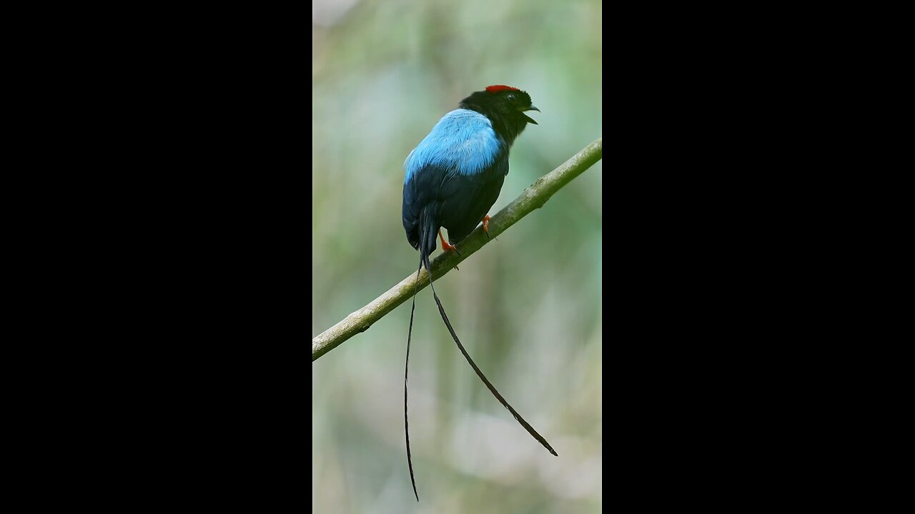 Beautiful bird sound