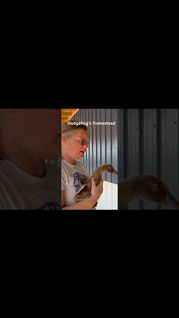 My ducks and geese #hedgehogshomestead