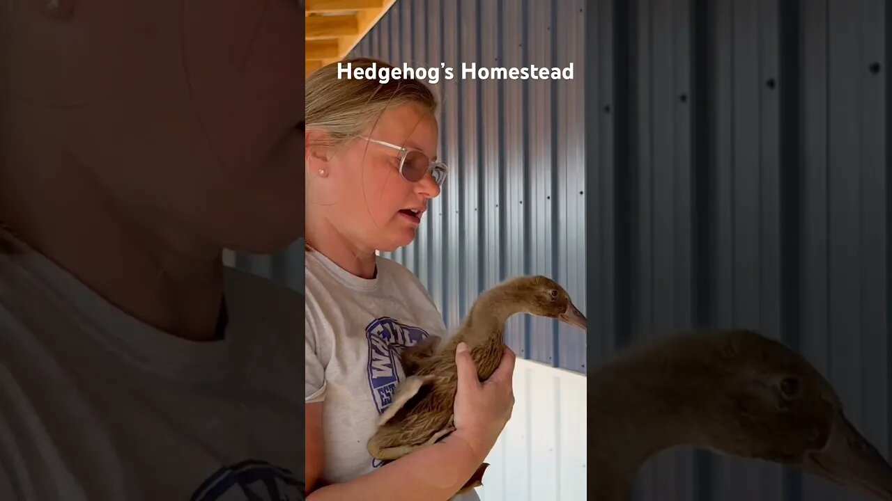 My ducks and geese #hedgehogshomestead