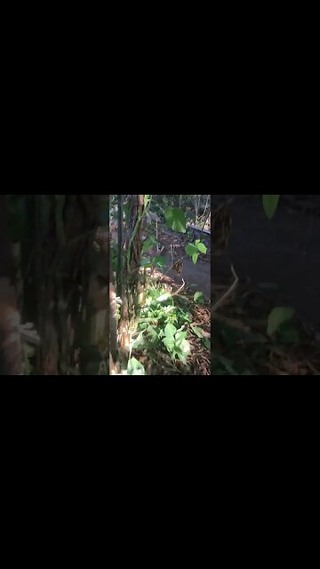 How To Clear Trees From Your Land