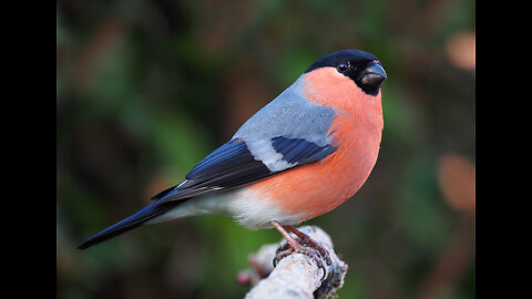 Dignach bird eats what is beautiful