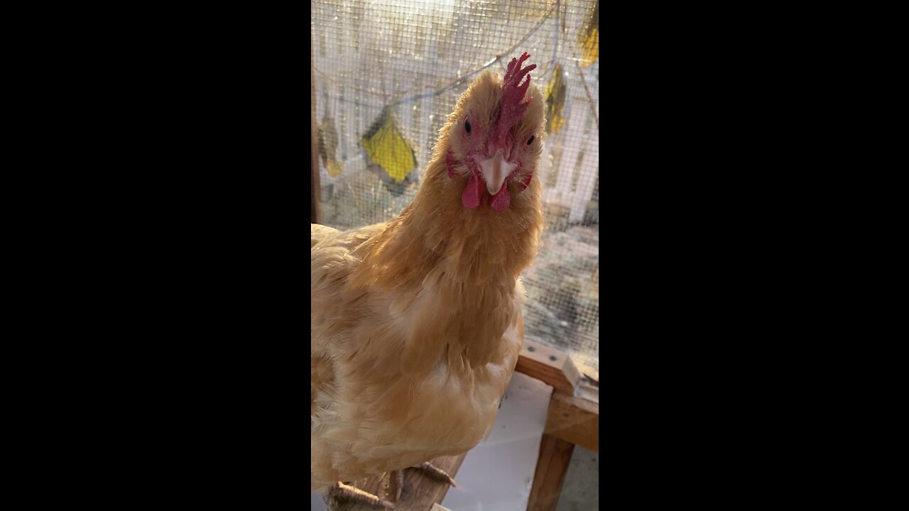 Parmesan the Chicken