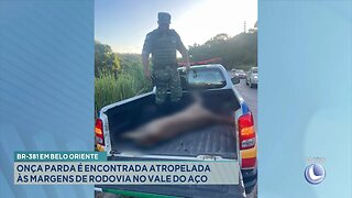 BR-381 em Belo Oriente: Onça Parda é Encontrada Atropelada às Margens de Rodovia no Vale do Aço.