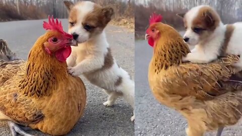 Baby dog and hen