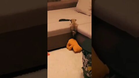 Pug baby makes an escape and plans something horrific