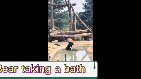 It's too hot, the big black bear is taking a bath