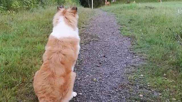 Puppy completely captivated by first ever deer sighting