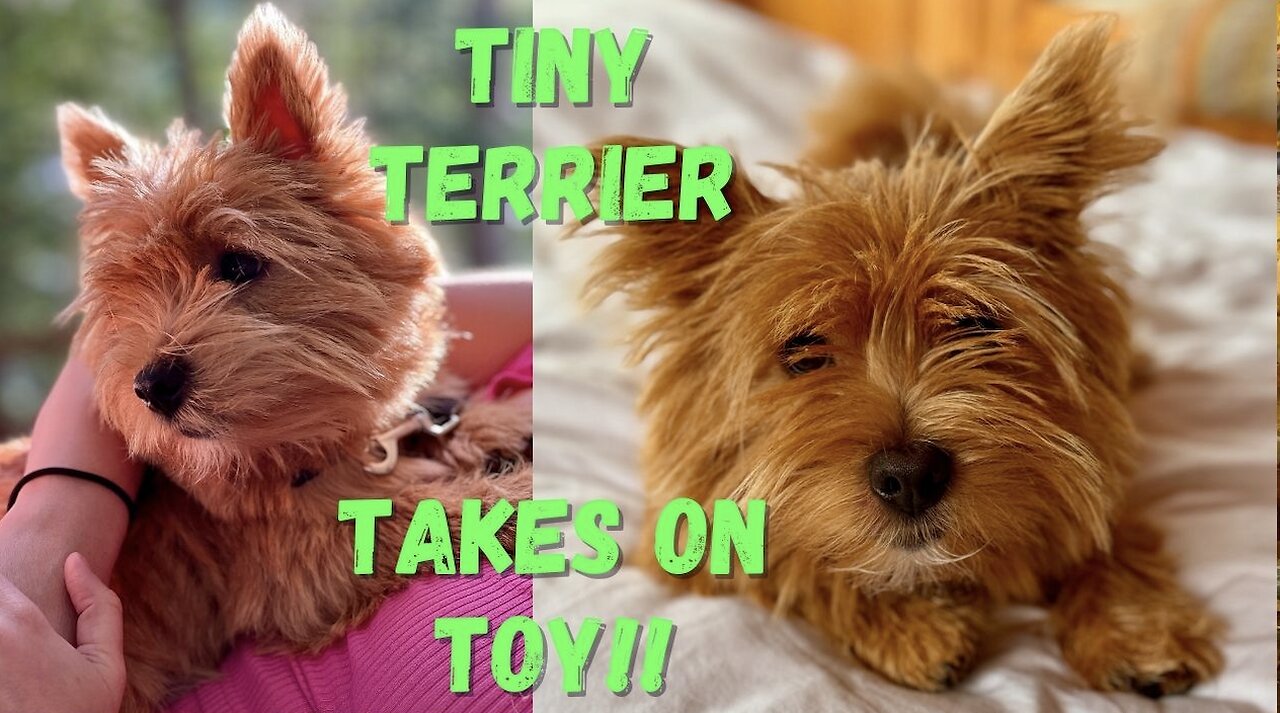 Tiny Terrier hilariously barks at toy