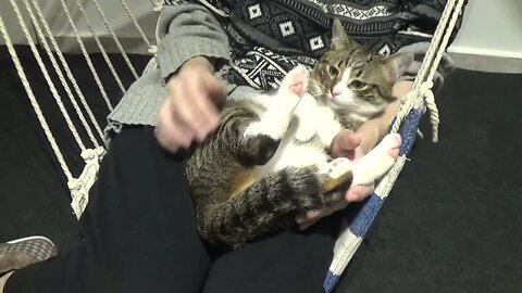 Kitten Likes to Sit in My Arms