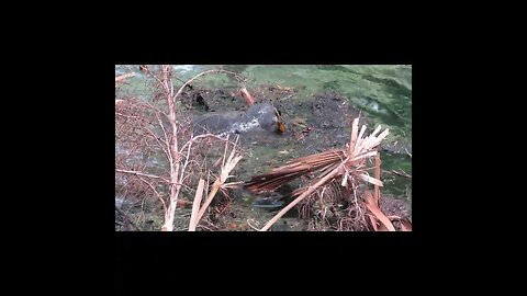 manatees eating